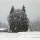 Illustration for article titled Oh My Goodness, These Trees Look Like Totoro